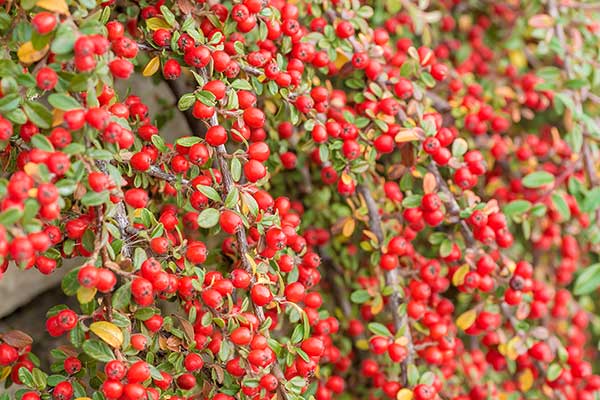 Irga Dammera (Cotoneaster dammeri)