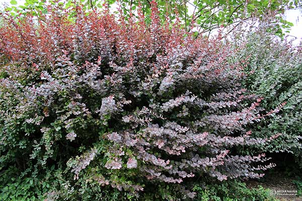 Irga Henryego (Cotoneaster henryanus)