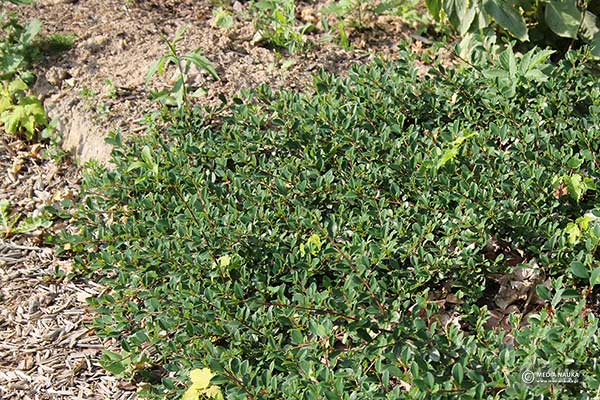 Irga szwedzka (Cotoneaster ×suecicus)