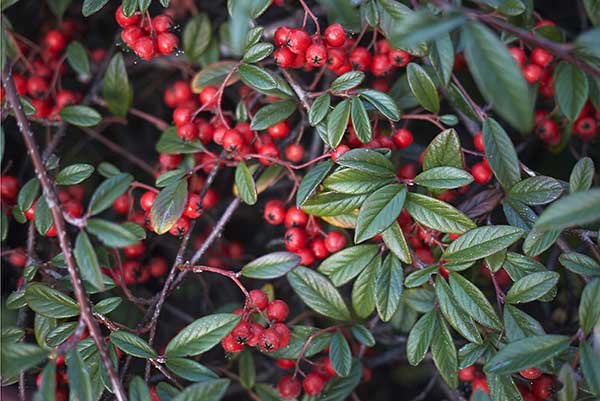 Irga wierzbolistna (Cotoneaster salicifolius)