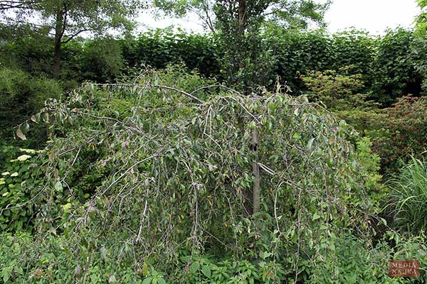 Jabłoń purpurowa (Malus ×purpurea)