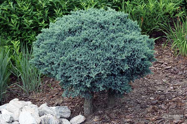 Jałowiec łuskowaty (Juniperus squamata)