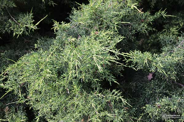 Jałowiec Pfitzera (Juniperus ×pfitzeriana)