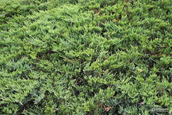 Jałowiec sabiński, sawina (Juniperus sabina)