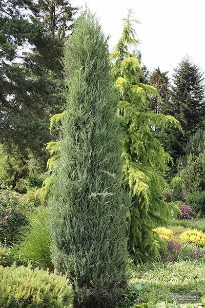 Jałowiec skalny (Juniperus scopulorum)