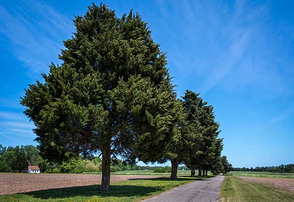 Jałowiec wirginijski (Juniperus virginiana)