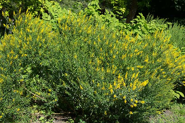 Janowiec barwierski, żółcidło (Genista tinctoria)