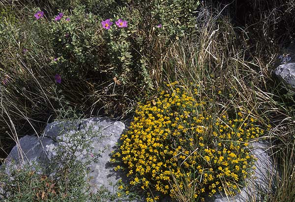 Janowiec ciernisty (Genista germanica)