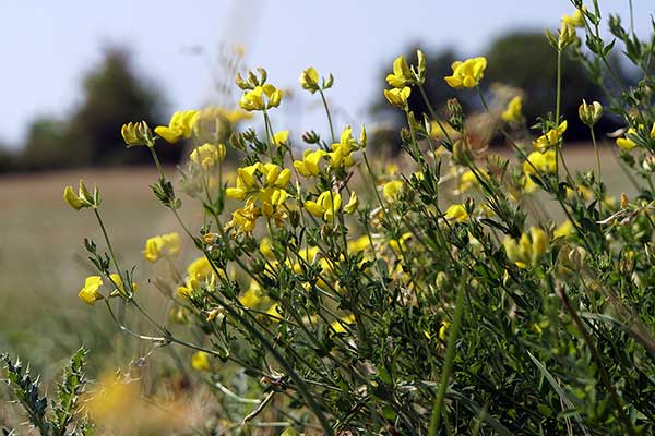 Janowiec włosisty (Genista pilosa)