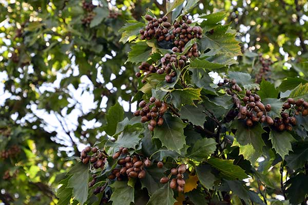 Jarząb brekinia, brzęk (Sorbus torminalis)