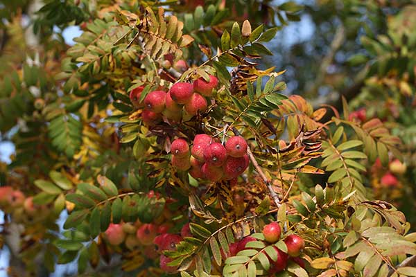 Jarząb domowy (Sorbus domestica)