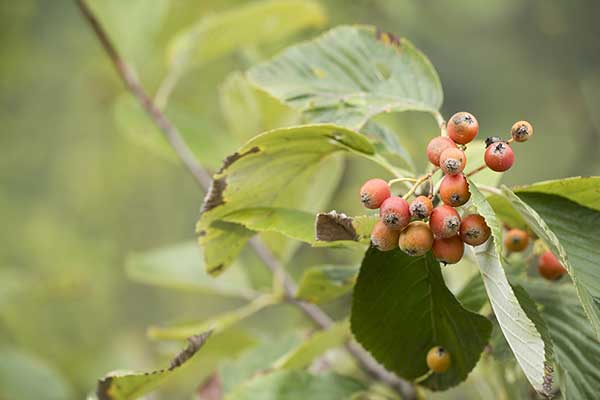 Jarząb mączny (Sorbus aria)