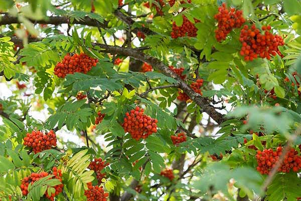 Jarząb zwyczajny, jarzębina (Sorbus aucuparia)