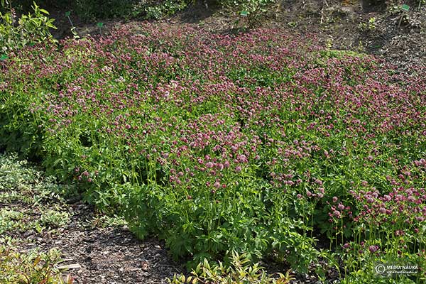 Jarzmianka większa (Astrantia major)