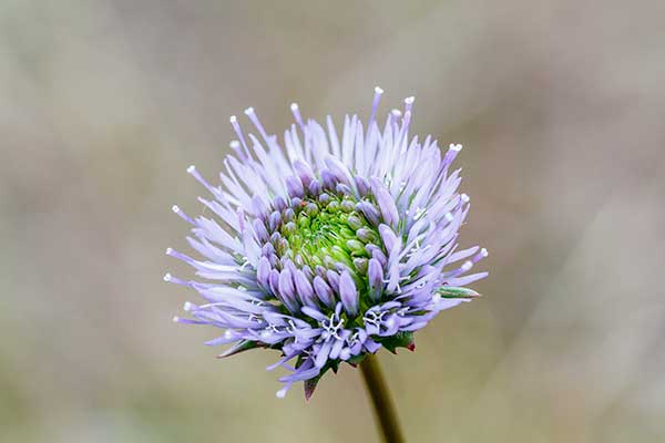 Jasieniec piaskowy (Jasione montana)