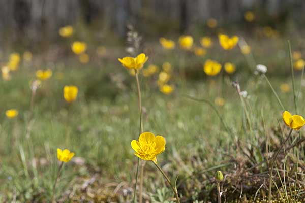 Jaskier bulwkowy (Ranunculus bulbosus)