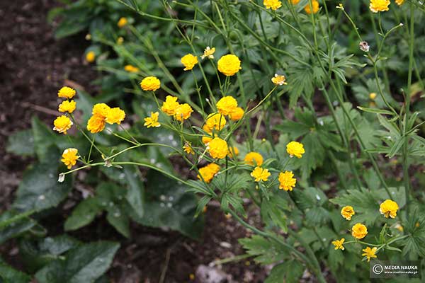 Jaskier ostry (Ranunculus acris)