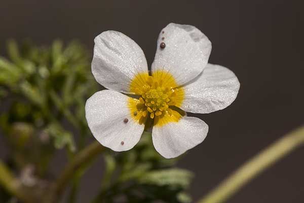 Jaskier tarczowaty (Ranunculus peltatus)