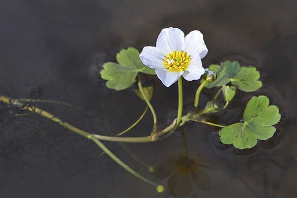 Jaskier wodny (Ranunculus aquatilis)