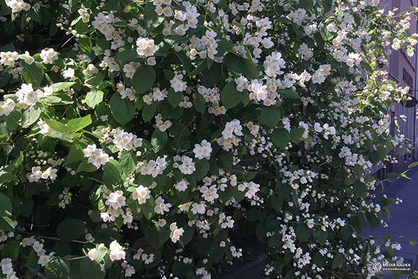 Jaśminowiec wonny (Philadelphus coronarius)