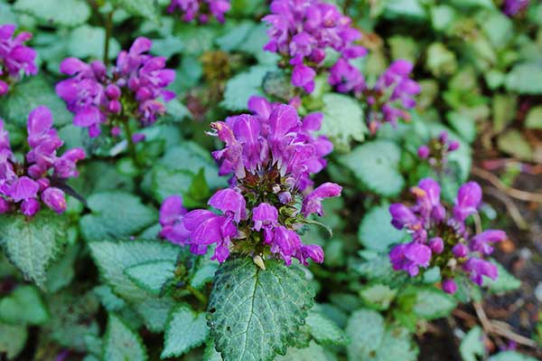 Jasnota plamista (Lamium maculatum)