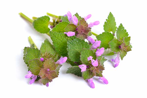 Jasnota purpurowa (Lamium purpureum)