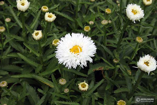 Jastrun wspaniały (Leucanthemum ×superbum)