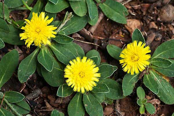 Jastrzębiec kosmaczek (Hieracium pilosella)