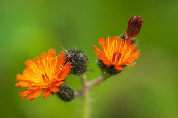 Jastrzębiec pomarańczowy (Hieracium aurantiacum)