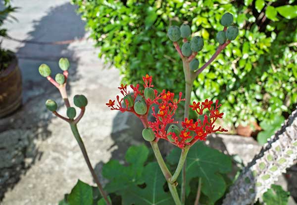 Jatrofa podagriowata (Jatropha podagrica)