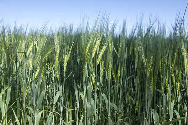 Jęczmień zwyczajny (Hordeum vulgare)