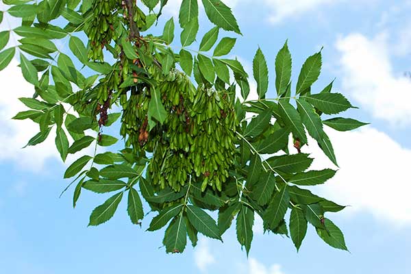 Jesion wyniosły (Fraxinus excelsior)