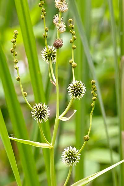 Jeżogłówka gałęzista (Sparganium erectum)