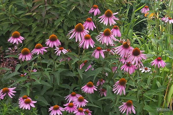 Jeżówka purpurowa (Echinacea purpurea)