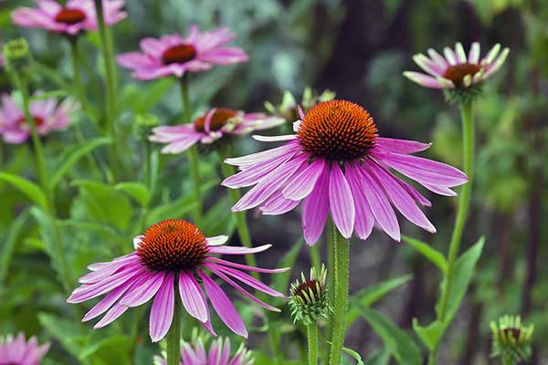 Jeżówka wąskolistna (Echinacea angustifolia)