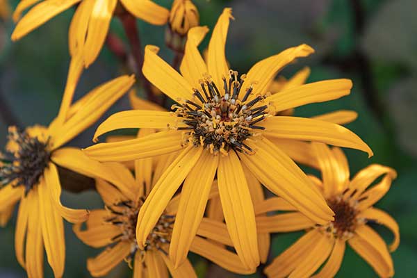 Języczka pomarańczowa (Ligularia dentata)