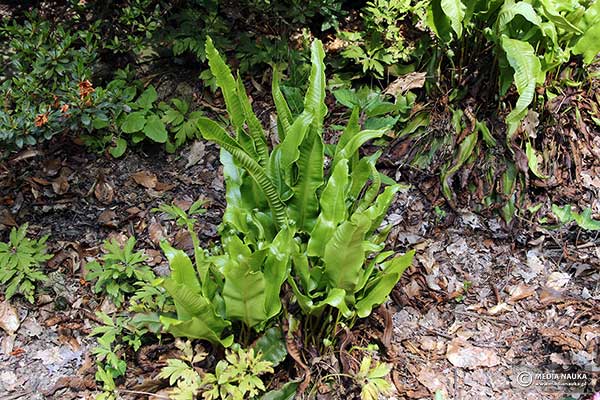 Języcznik zwyczajny (Phyllitis scolopendrium)