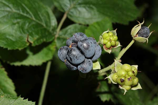 Jeżyna popielica (Rubus caesius)