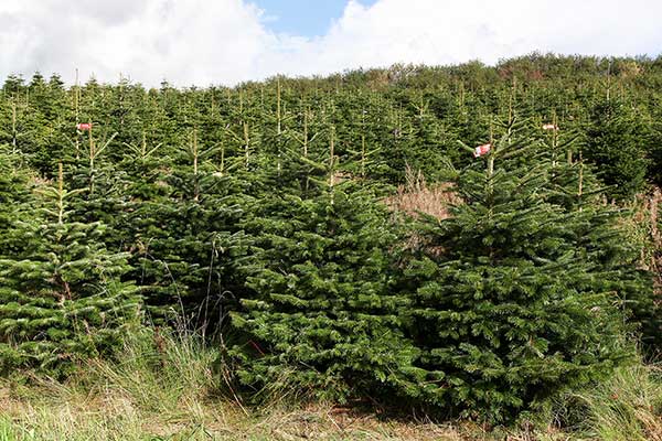 Jodła kaukaska (Abies nordmanniana)