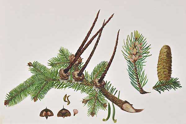 Jodła pospolita (Abies alba)