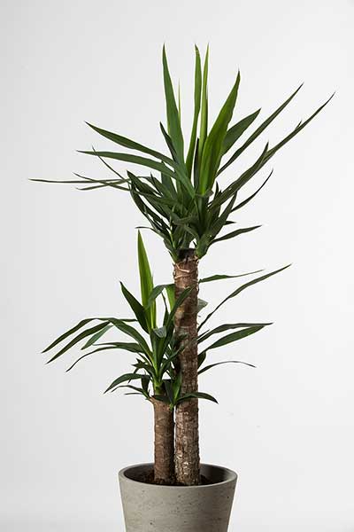 Jukka gwatemalska, juka gwatemalska (Yucca guatemalensis)