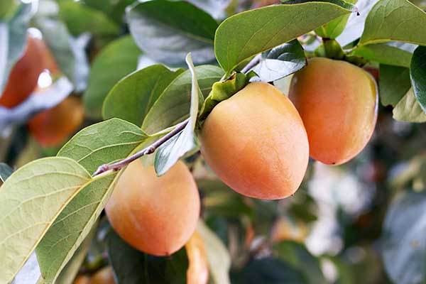 Hurma wschodnia, kaki (Diospyros kaki)