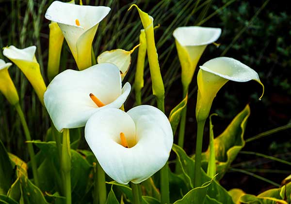 Kalia etiopska (Zantedeschia aethiopica)