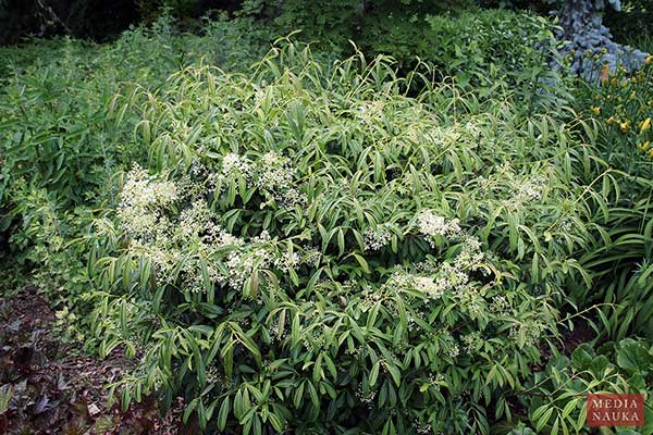 Kalina Henryego (Viburnum henryi)