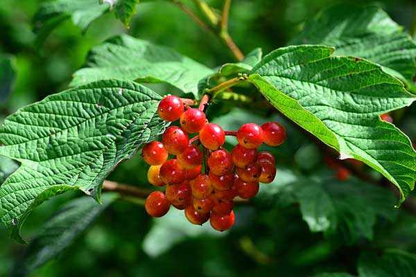 Kalina koralowa (Viburnum opulus)