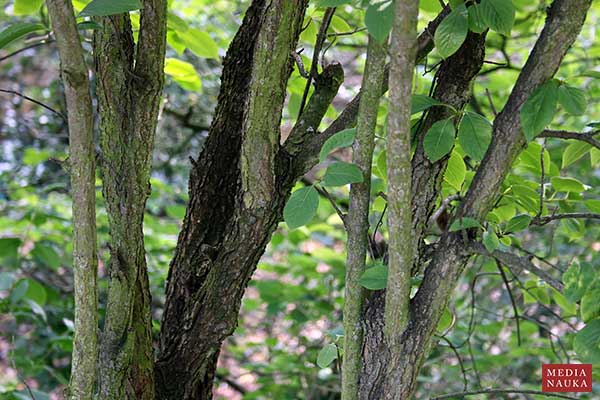 Kalina śliwolistna (Viburnum prunifolium)