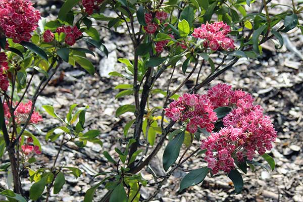 Kalmia © Krzysztof Trawiński Kalmia