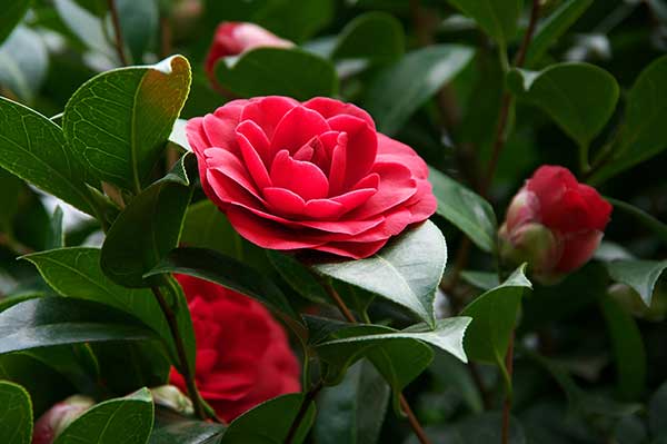 Kamelia japońska (Camellia japonica)
