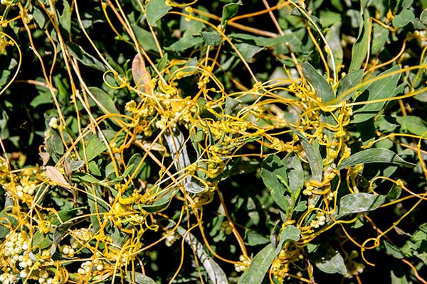 Kanianka polna (Cuscuta campestris)