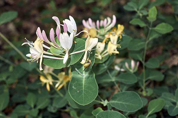 Wiciokrzew przewiercień, kapryfolium (Lonicera caprifolium)